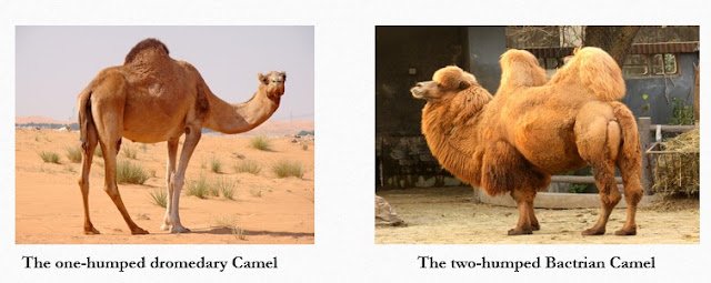Types of camel fibre Types of camel fibre