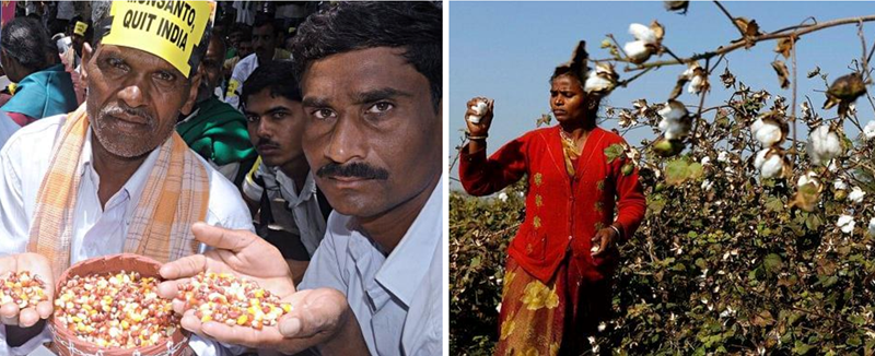 Cotton firming
