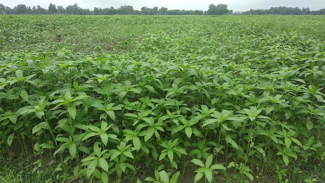 Jute plants Jute plants