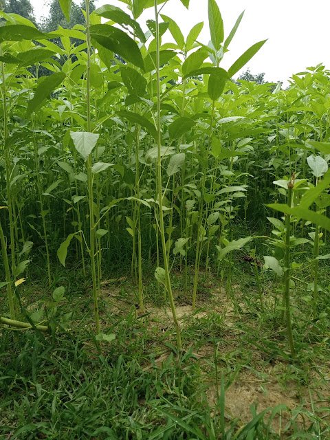 Baby jute plants Baby jute plants