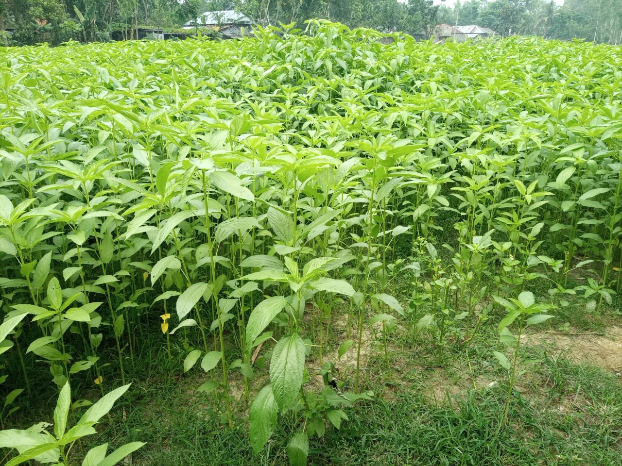 Jute plants Jute plants jute fibre