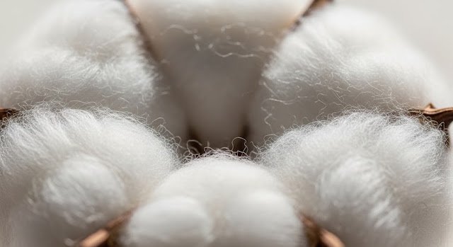 Cotton fibre